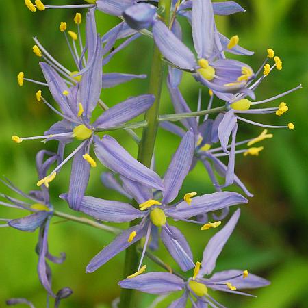 Camassia_scilloides_inflorescence3.jpg