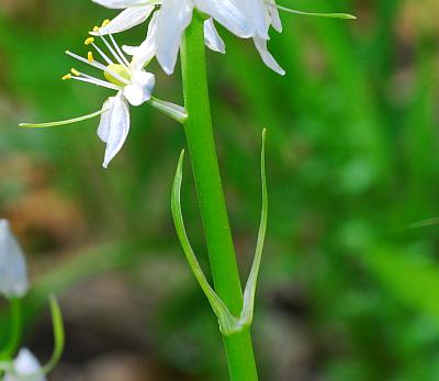 Camassia_scilloides_leaves.jpg