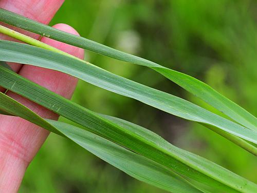 Camassia_scilloides_leaves1.jpg