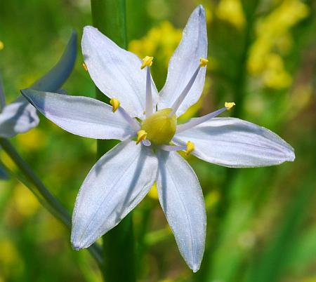 Camassia_scilloides_perianth.jpg