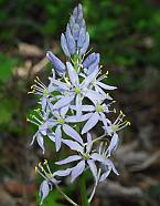 Camassia scilloides thumbnail