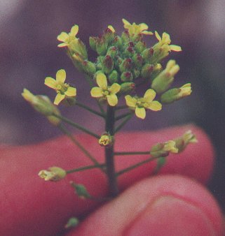 Camelina_microcarpa_flowers.jpg