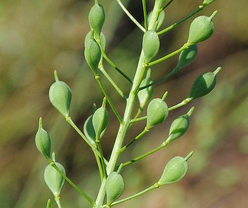 Camelina_microcarpa_fruits.jpg