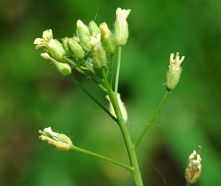 Camelina_microcarpa_inflorescence.jpg