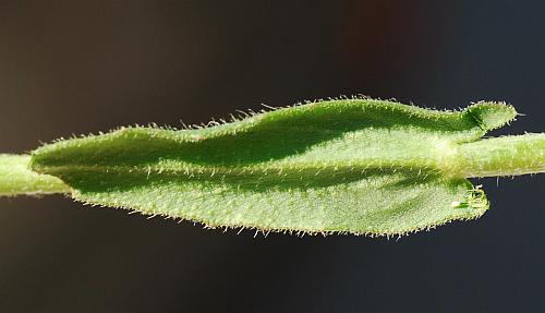 Camelina_microcarpa_leaf2.jpg