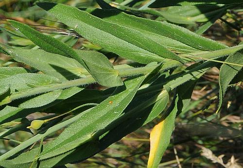 Camelina_microcarpa_leaves.jpg