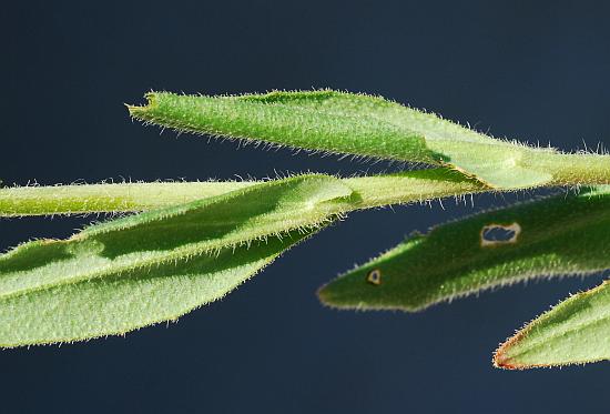 Camelina_microcarpa_stem.jpg