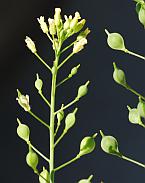 Camelina microcarpa thumbnail