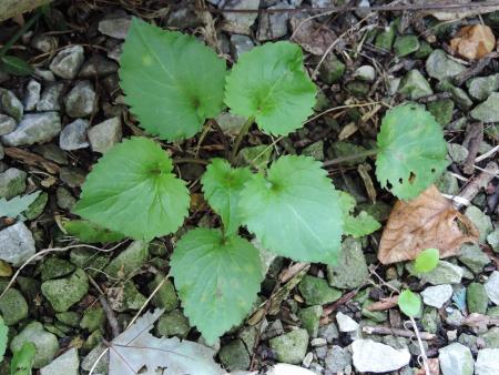 Campanula_americana_basals.jpg