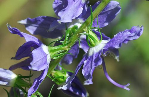 Campanula_americana_calyx.jpg