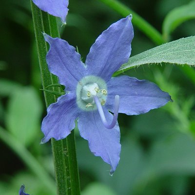 Campanula_americana_flower.jpg