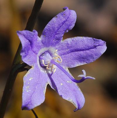 Campanula_americana_flower2.jpg