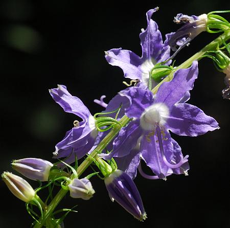 Campanula_americana_flower3.jpg