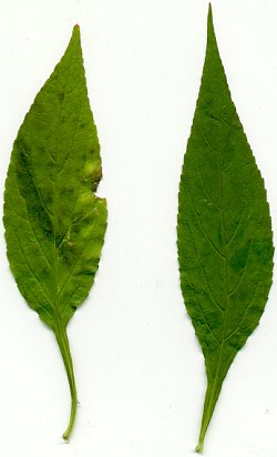 Campanula_americana_leaves.jpg