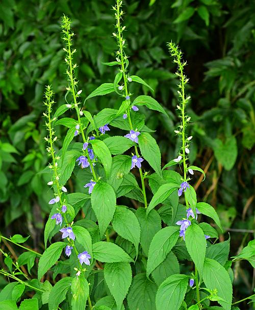 Campanula_americana_plant.jpg