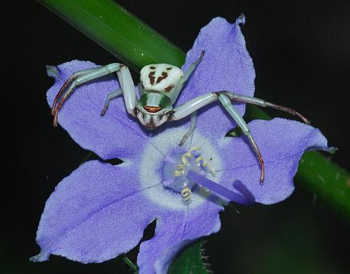 Campanula_americana_spider.jpg