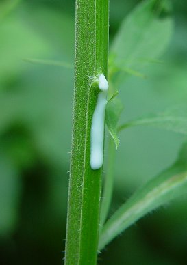 Campanula_americana_stem2.jpg