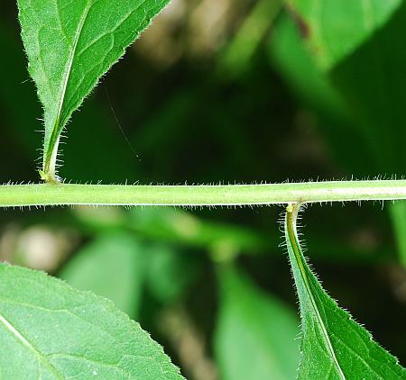 Campanula_americana_stem3.jpg