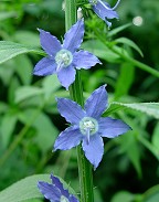 Campanula americana thumbnail