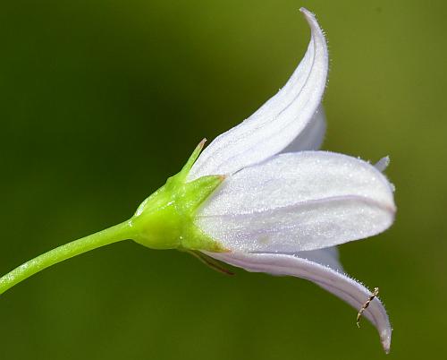 Campanula_aparinoides_calyx.jpg