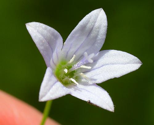 Campanula_aparinoides_corolla.jpg