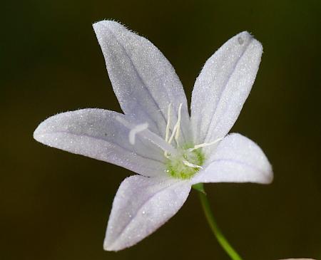 Campanula_aparinoides_corolla2.jpg