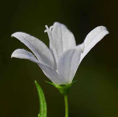 Campanula_aparinoides_flower.jpg