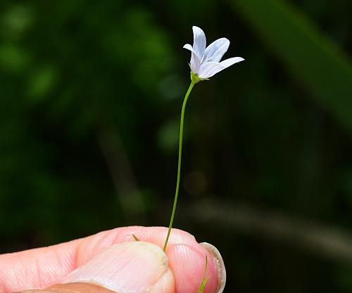 Campanula_aparinoides_flower2.jpg