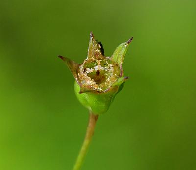 Campanula_aparinoides_fruit.jpg