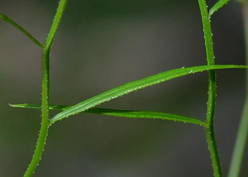 Campanula_aparinoides_leaves.jpg