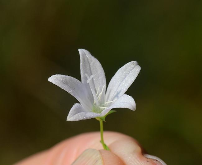 Campanula_aparinoides_plant.jpg