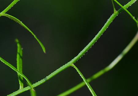 Campanula_aparinoides_stem.jpg