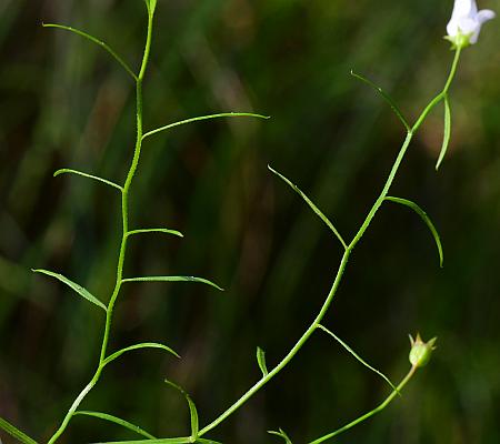 Campanula_aparinoides_stems.jpg