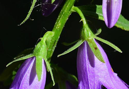 Campanula_rapunculoides_calyces.jpg