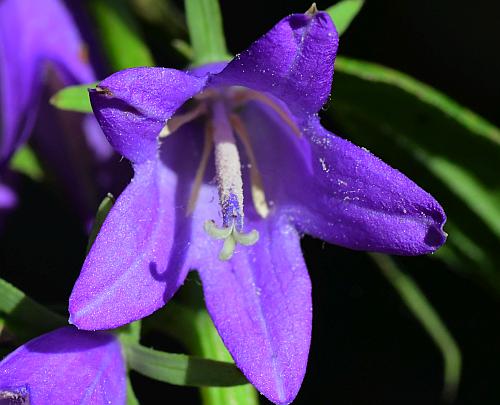 Campanula_rapunculoides_corolla.jpg