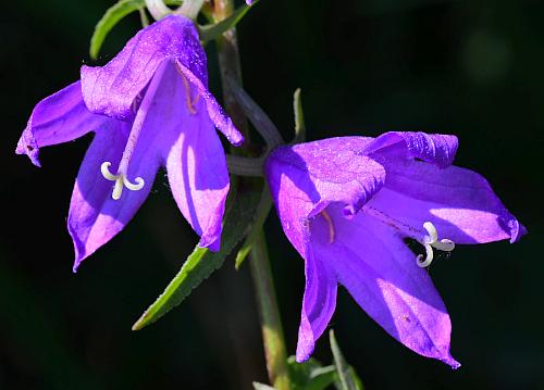 Campanula_rapunculoides_corollas.jpg