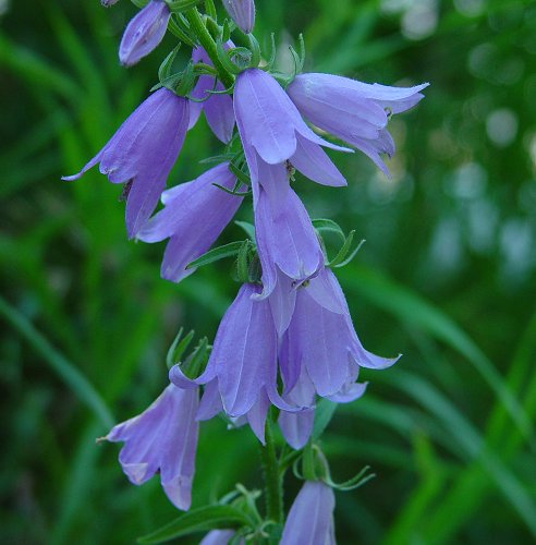 Campanula_rapunculoides_flowers.jpg