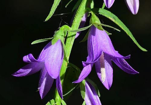 Campanula_rapunculoides_flowers2.jpg