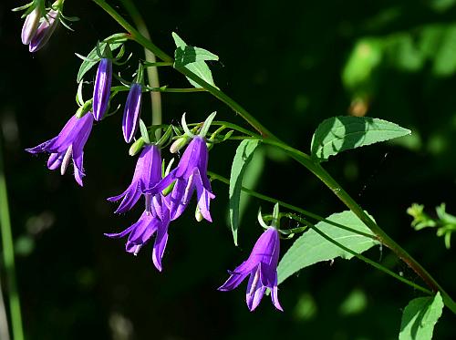 Campanula_rapunculoides_inflorescence.jpg