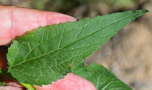 Campanula_rapunculoides_leaf1.jpg