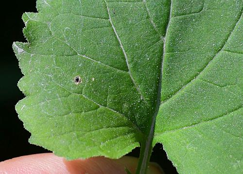 Campanula_rapunculoides_leaf1a.jpg