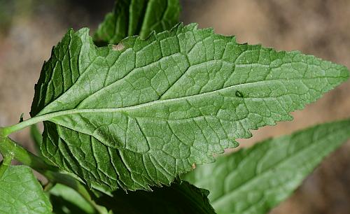 Campanula_rapunculoides_leaf2.jpg