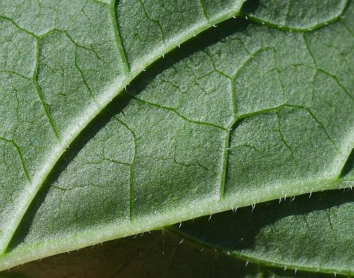 Campanula_rapunculoides_leaf2a.jpg