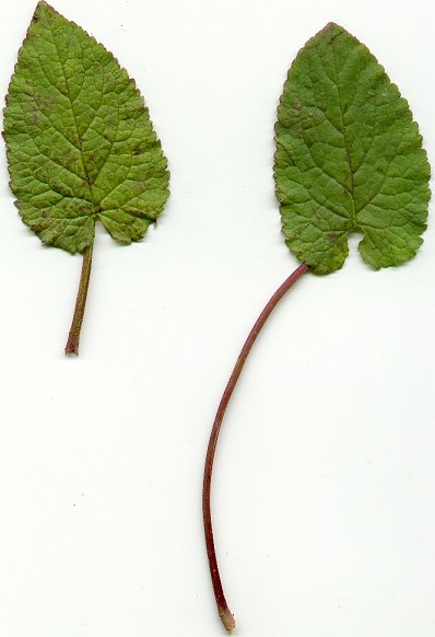 Campanula_rapunculoides_leaves.jpg