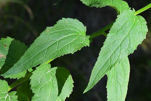 Campanula_rapunculoides_leaves1.jpg