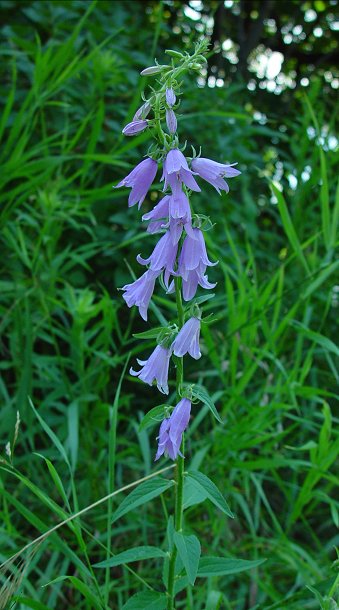 Campanula_rapunculoides_plant.jpg