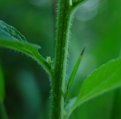 Campanula_rapunculoides_stem.jpg