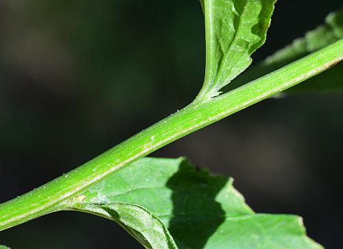 Campanula_rapunculoides_stem2.jpg