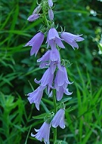 Campanula rapunculoides thumbnail