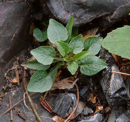 Campanula_rotundifolia_basals.jpg